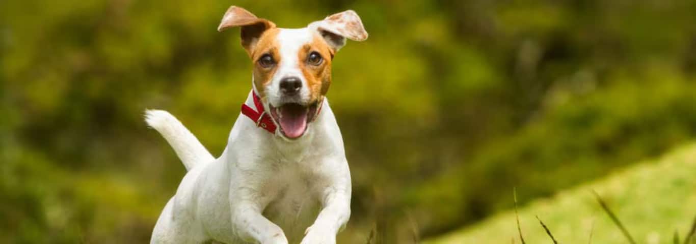 Photo of a Jack Russell Terrier dog