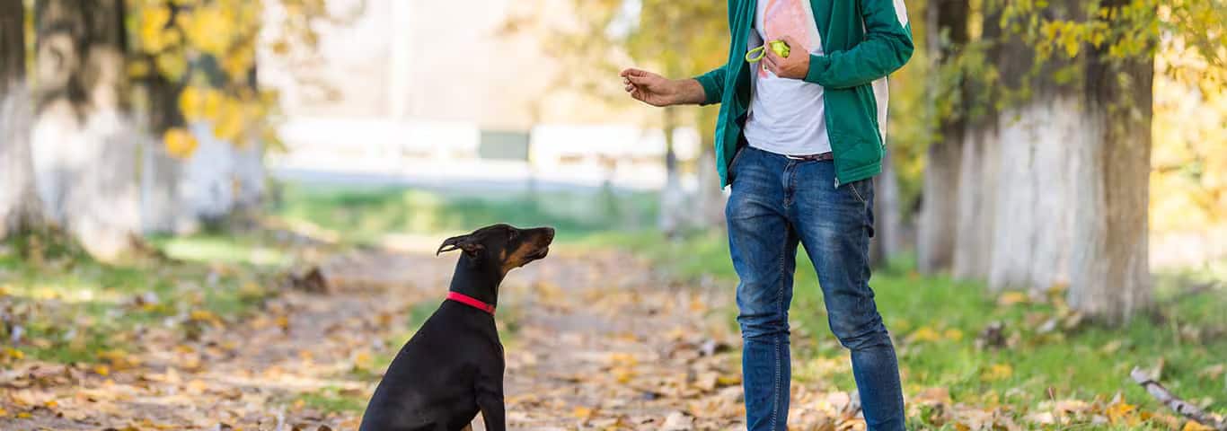 Photo of a English Pointer dog