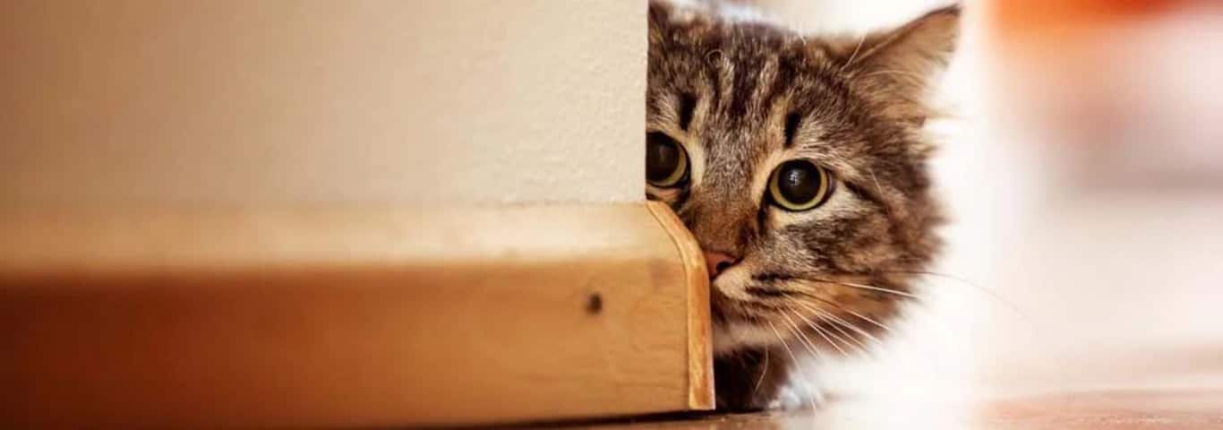 Photo of a Norwegian Forest Cat cat